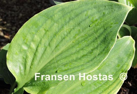 Hosta Uncle Albert